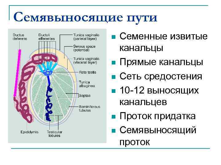 Схема семявыносящих путей