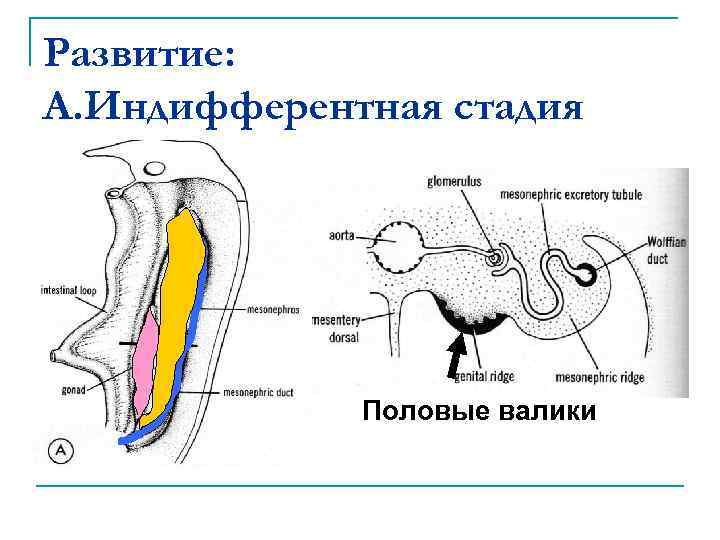 Презентация на тему мужская половая система