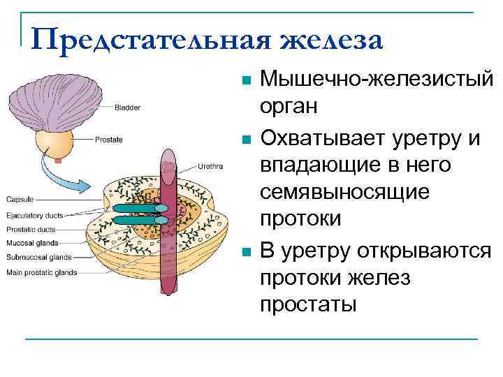 Схема предстательной железы. Куперовы (бульбоуретральные) железы. Куда открываются протоки простатических желез?. Бульбоуретральные железы картинка.