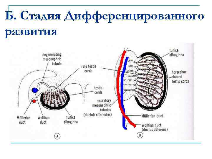 Мужская половая система фото