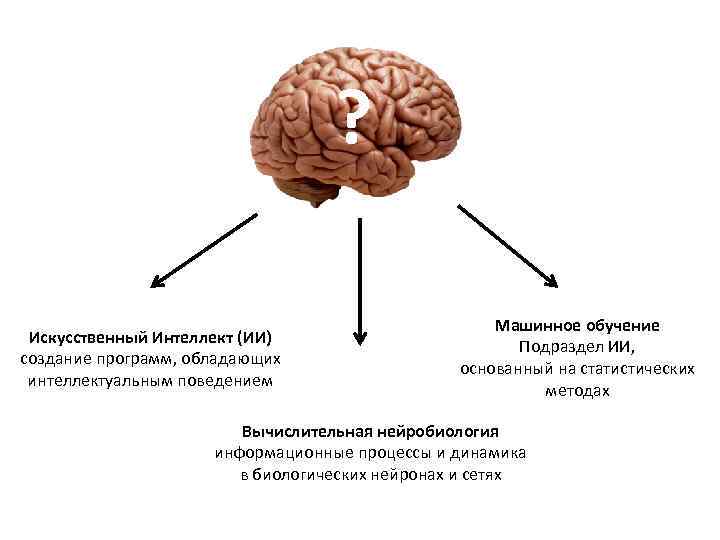 ? Искусственный Интеллект (ИИ) создание программ, обладающих интеллектуальным поведением Машинное обучение Подраздел ИИ, основанный