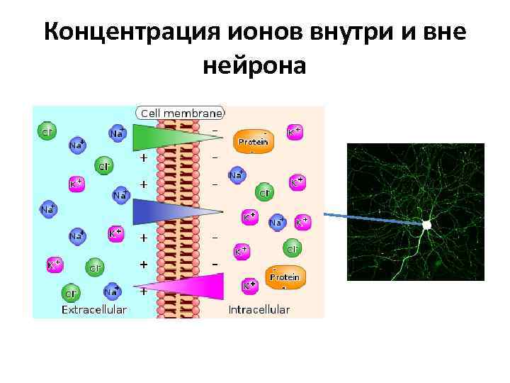 Концентрация ионов внутри и вне нейрона 