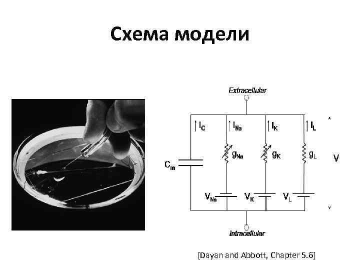 Схема модели [Dayan and Abbott, Chapter 5. 6] 