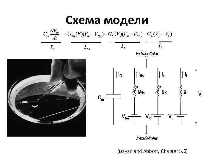 Схема модели [Dayan and Abbott, Chapter 5. 6] 