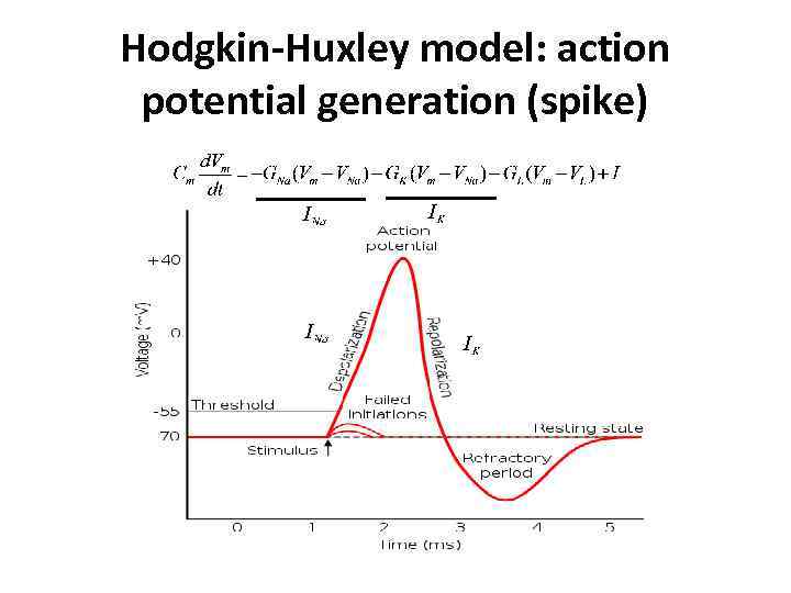 Hodgkin-Huxley model: action potential generation (spike) 