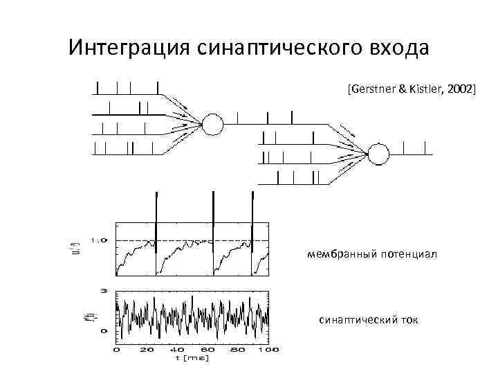 Интеграция синаптического входа [Gerstner & Kistler, 2002] мембранный потенциал синаптический ток 