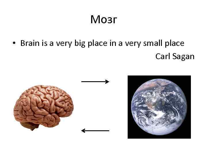 Мозг • Brain is a very big place in a very small place Carl