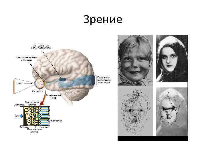 Эпилепсия мозг