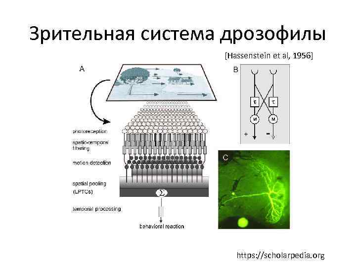 Зрительная система дрозофилы [Hassenstein et al, 1956] https: //scholarpedia. org 