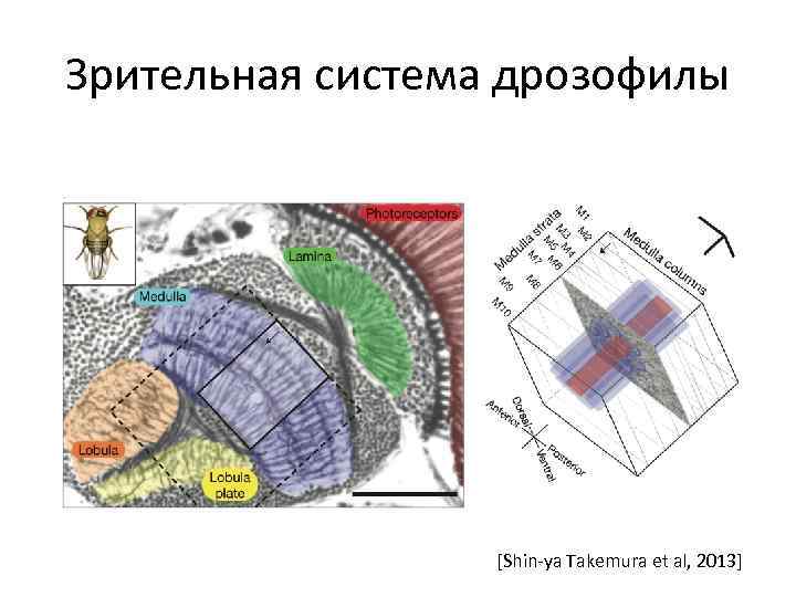 Зрительная система дрозофилы [Shin-ya Takemura et al, 2013] 