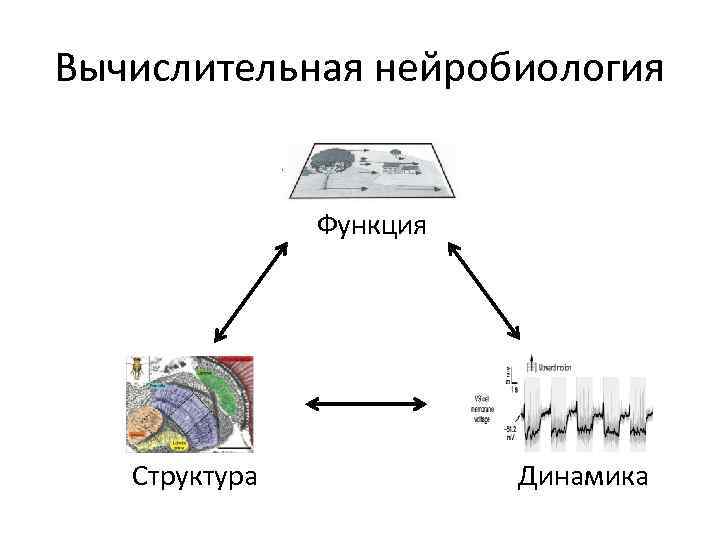 Вычислительная нейробиология Функция Структура Динамика 