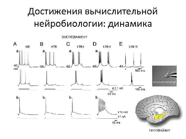 Достижения вычислительной нейробиологии: динамика эксперимент гиппокамп 