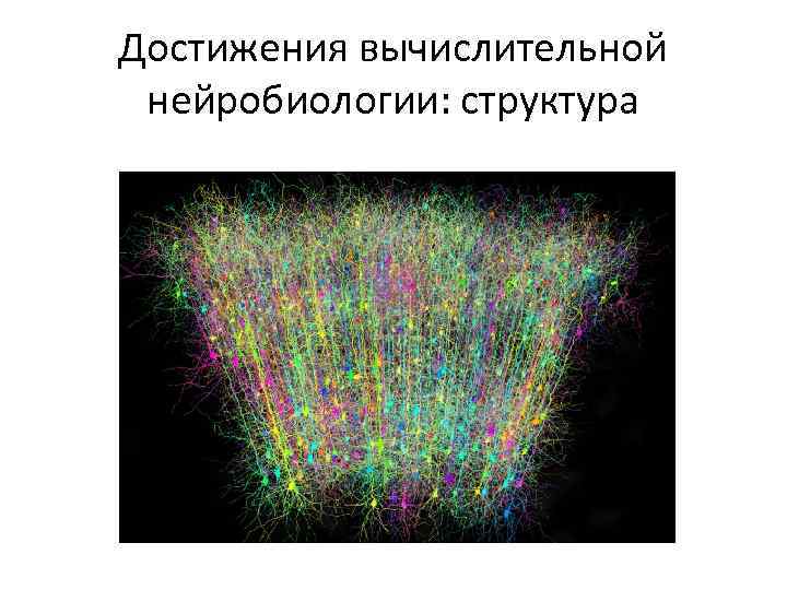 Достижения вычислительной нейробиологии: структура 