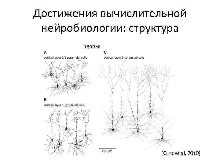 Достижения вычислительной нейробиологии: структура теория [Cunz et al, 2010] 