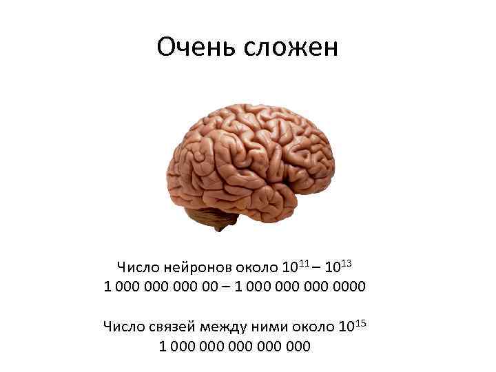 Очень сложен Число нейронов около 1011 – 1013 1 000 000 00 – 1