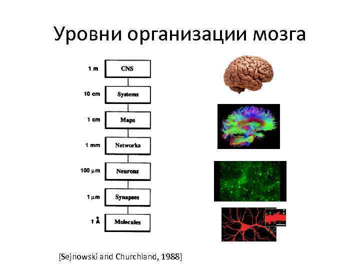 Уровни мозга