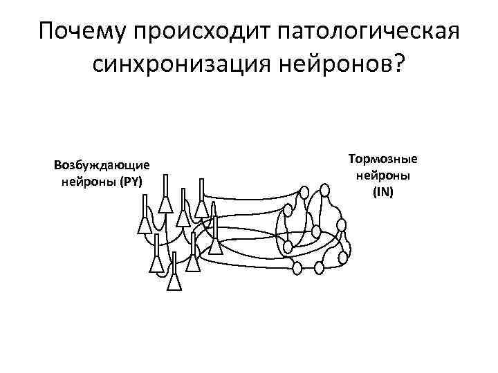 Почему происходит патологическая синхронизация нейронов? Возбуждающие нейроны (PY) Тормозные нейроны (IN) 