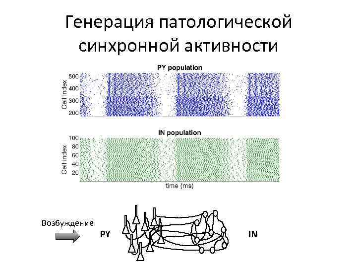 Генерация патологической синхронной активности Возбуждение PY IN 