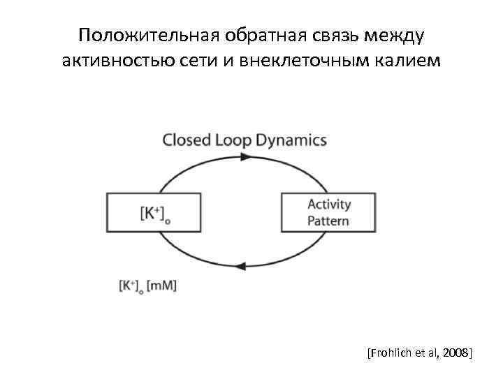 Положительная обратная связь между активностью сети и внеклеточным калием [Frohlich et al, 2008] 