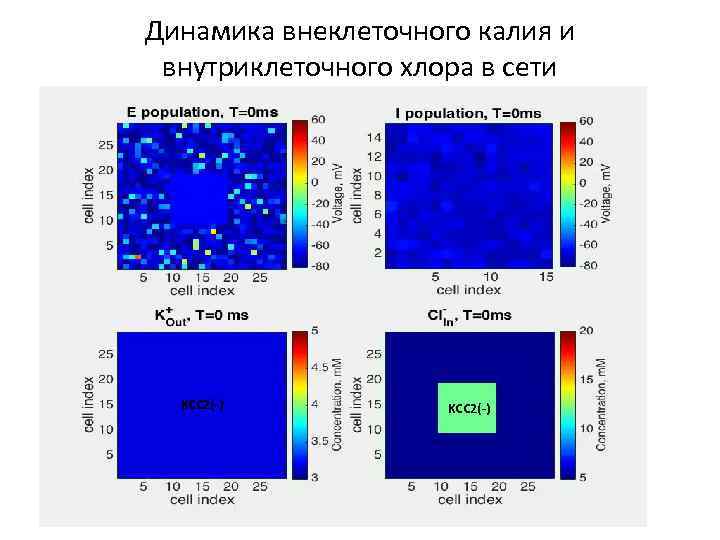 Динамика внеклеточного калия и внутриклеточного хлора в сети KCC 2(-) 