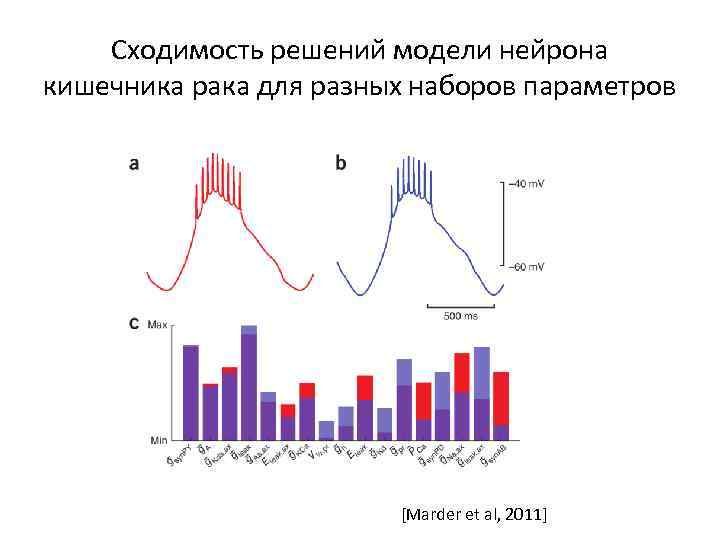 Сходимость решений модели нейрона кишечника рака для разных наборов параметров [Marder et al, 2011]