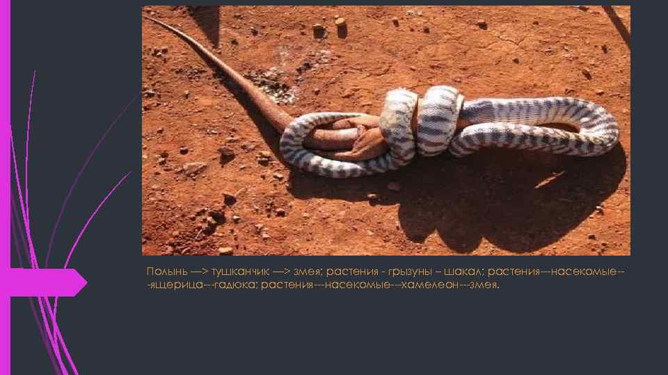 Полынь —> тушканчик —> змея; растения - грызуны – шакал; растения---насекомые--ящерица---гадюка; растения---насекомые---хамелеон---змея. 