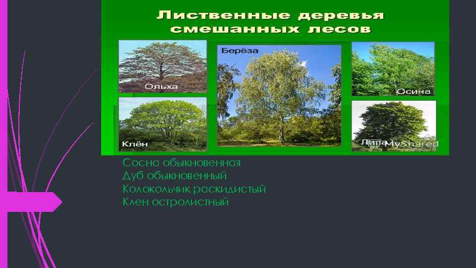Сосна обыкновенная Дуб обыкновенный Колокольчик раскидистый Клен остролистный 