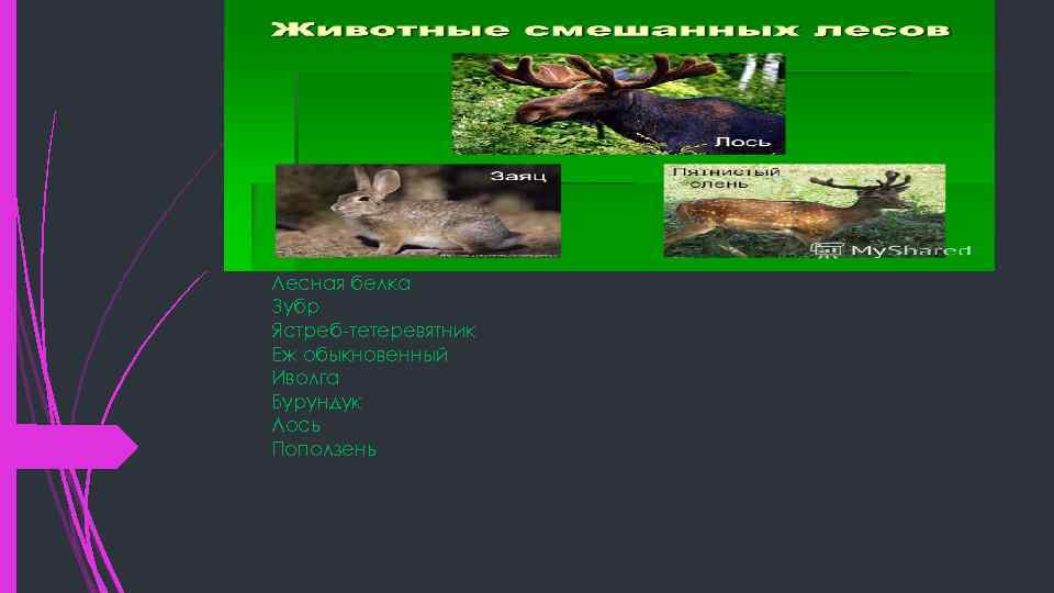 Лесная белка Зубр Ястреб-тетеревятник Еж обыкновенный Иволга Бурундук Лось Поползень 
