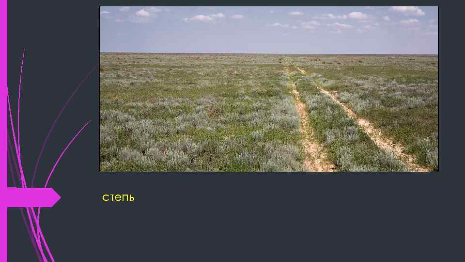 степь 