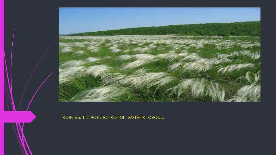 ковыль, типчак, тонконог, мятлик, овсец. 