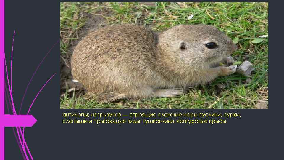 антилопы; из грызунов — строящие сложные норы суслики, сурки, слепыши и прыгающие виды: тушканчики,