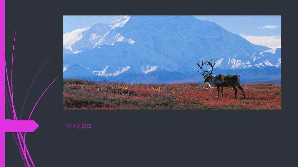 тундра 