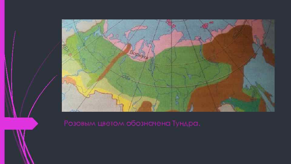 Розовым цветом обозначена Тундра. 