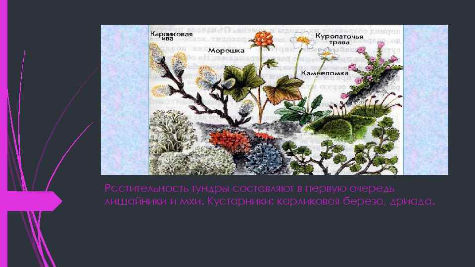 Растительность тундры составляют в первую очередь лишайники и мхи. Кустарники: карликовая береза, дриада. 