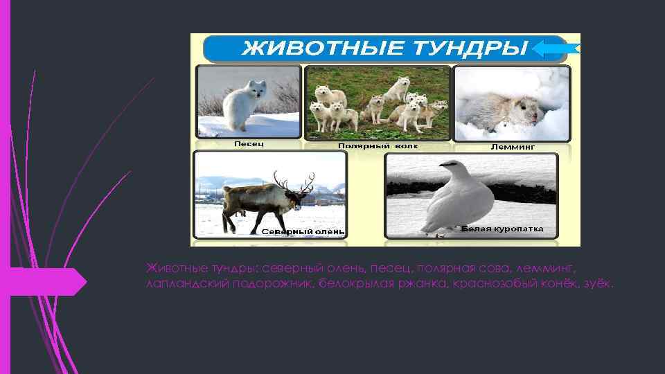 Животные тундры: северный олень, песец, полярная сова, лемминг, лапландский подорожник, белокрылая ржанка, краснозобый конёк,