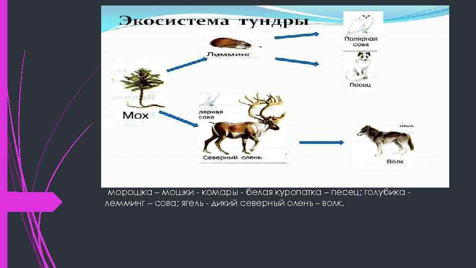 морошка – мошки - комары - белая куропатка – песец; голубика лемминг – сова;
