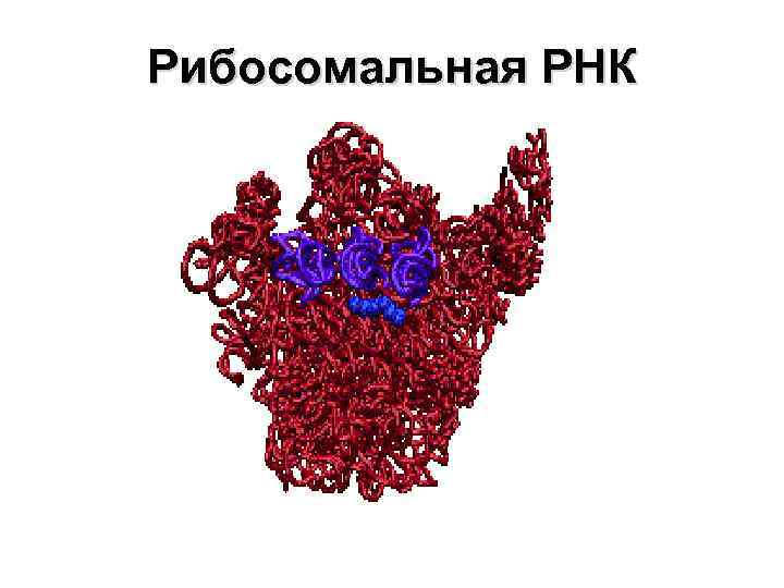 Рибосомная рнк рисунок