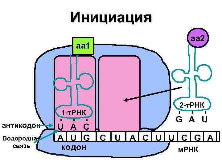 Инициация aa 1 1 -т. РНК антикодон Водородная связь U A C A U