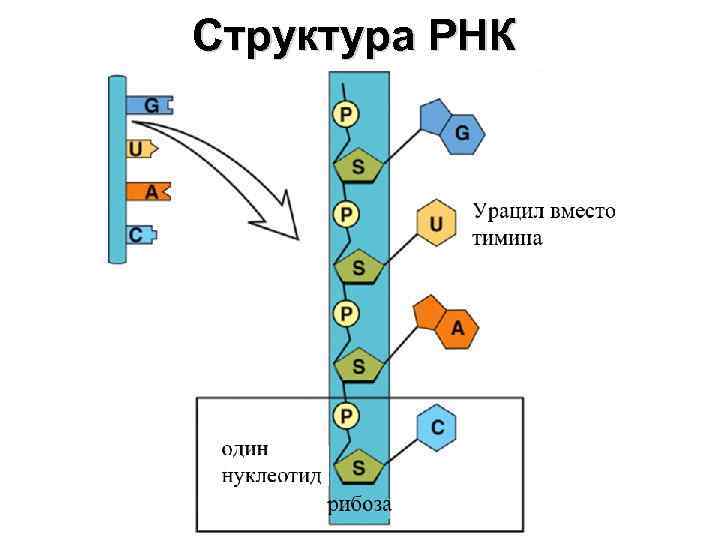 Строение схема рнк