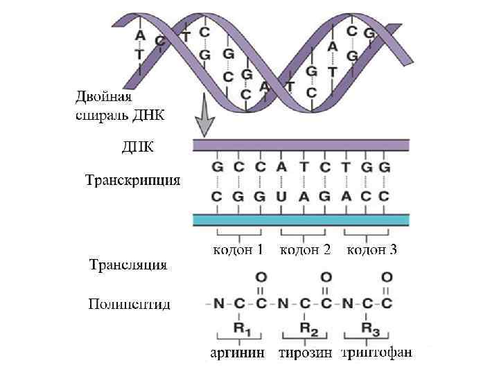 Схема транскрипции днк