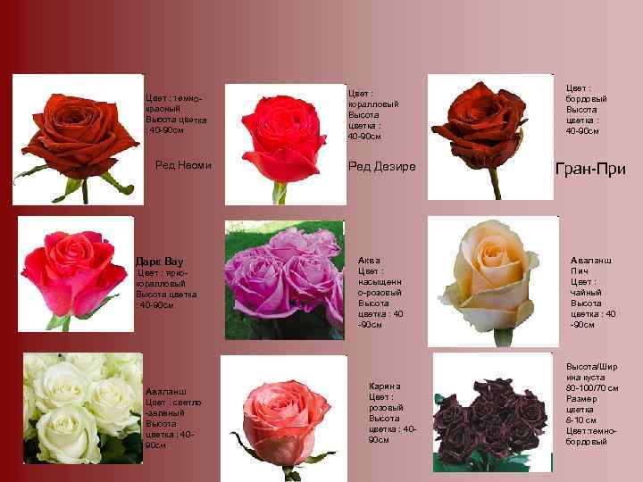 Розы сорта с фото и названиями каталог
