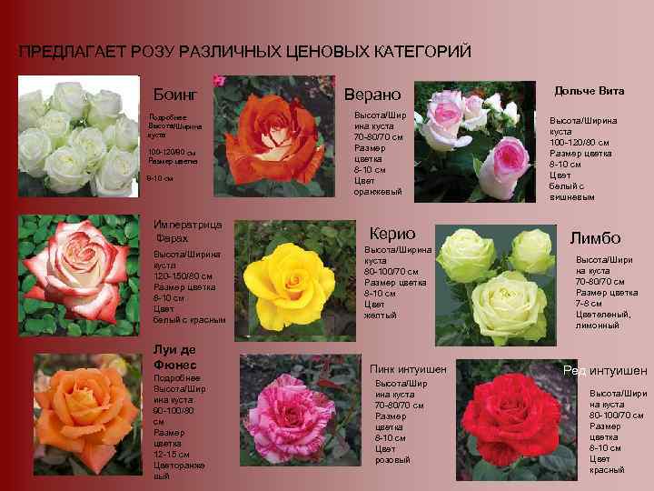 Каталог роз с названиями и фото на русском языке бесплатно