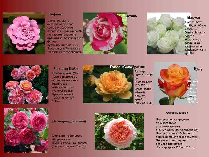 Туфейс Сатина Цветы розоватосиреневые с более светлым оборотом лепестков, крупные до 10 см в