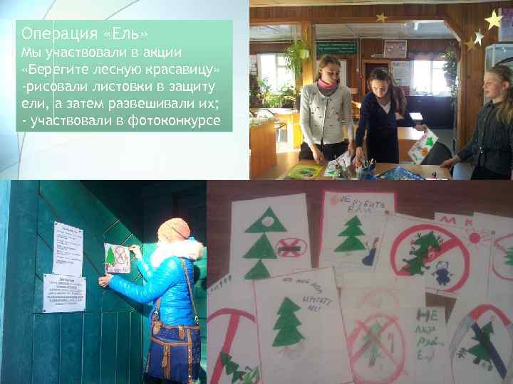 Операция «Ель» Мы участвовали в акции «Берегите лесную красавицу» -рисовали листовки в защиту ели,