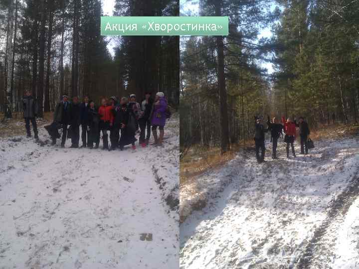 Акция «Хворостинка» 