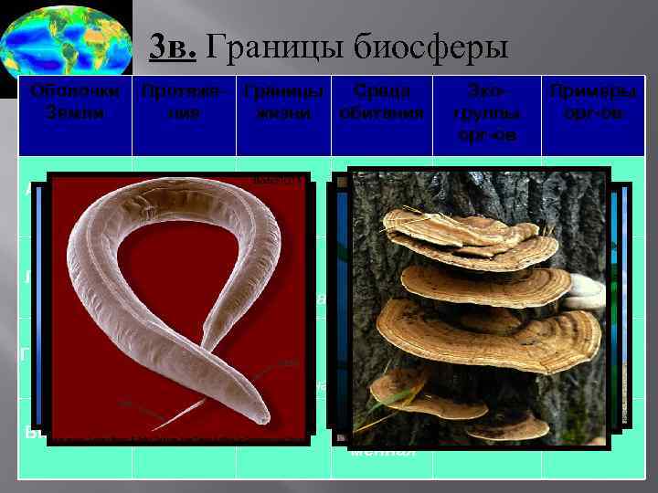 3 в. Границы биосферы Оболочки Земли Атмосфера Протяже- Границы Среда ние жизни обитания 100