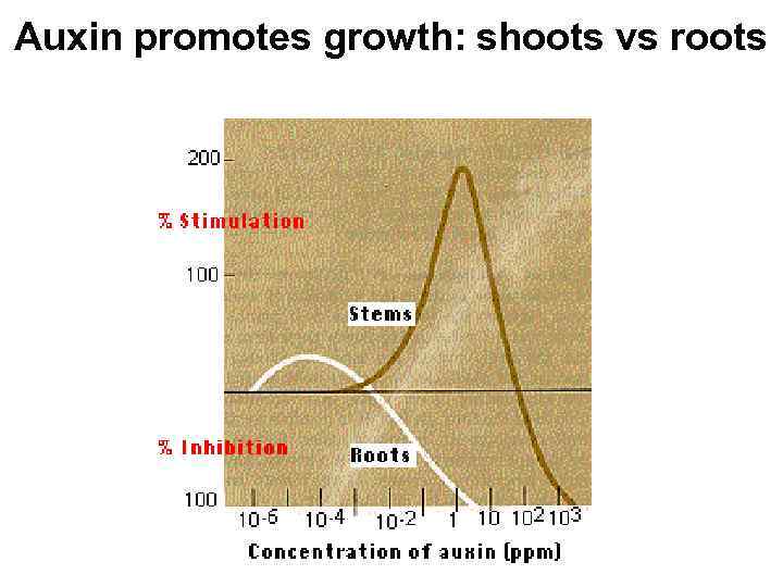 Auxin promotes growth: shoots vs roots 
