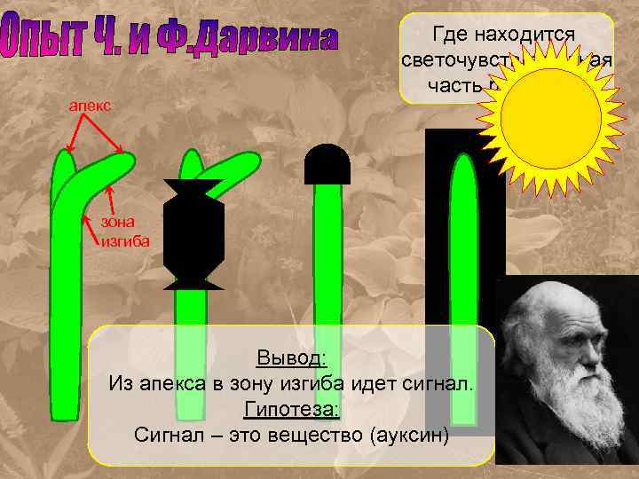 Где находится светочувствительная часть растения? апекс зона изгиба Вывод: Из апекса в зону изгиба