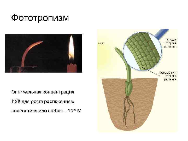 Фототропизм Оптимальная концентрация ИУК для роста растяжением колеоптиля или стебля – 10 -6 М