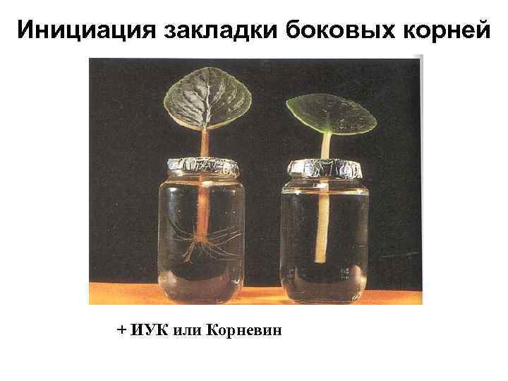 Инициация закладки боковых корней + ИУК или Корневин 